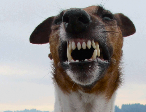 Reaktiver Hund – Blickfixierung als Trainingsziel?