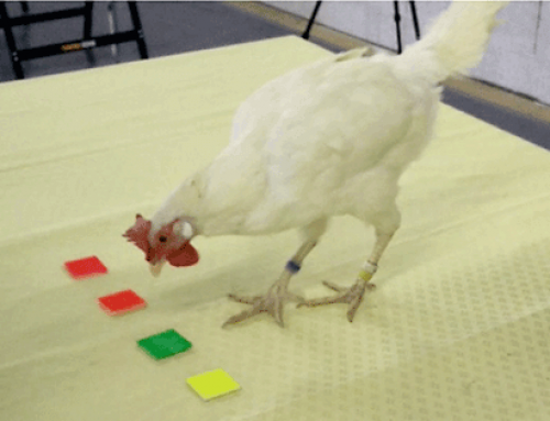 Hühnerclickern – Modul 1: Grundlagen der operanten Konditionierung