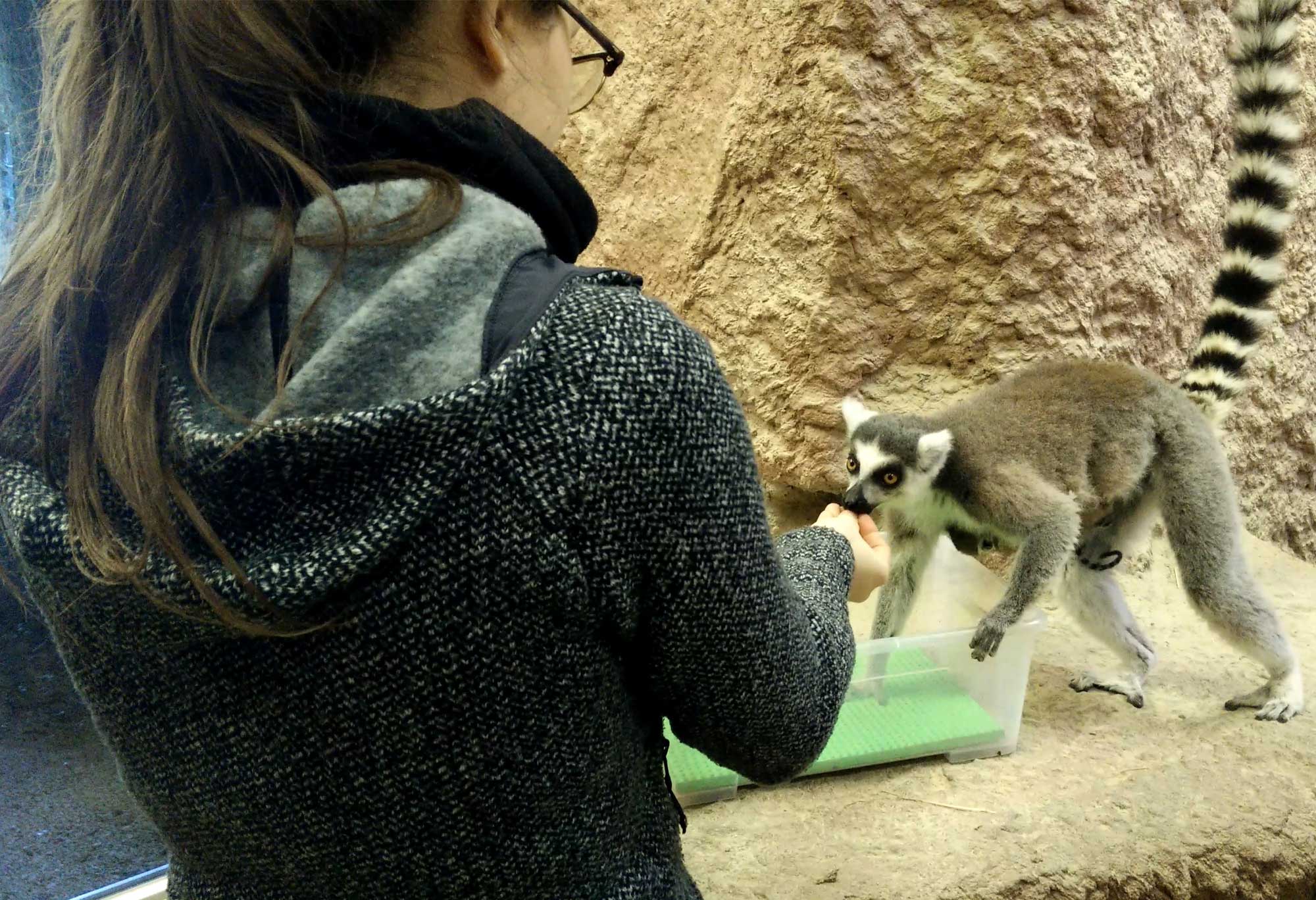 Lara beim Training mit einer Lemurenmutter mit Jungem