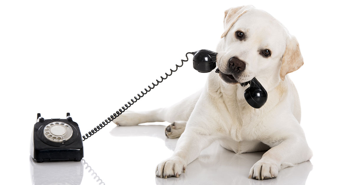 Hund hält Telefon