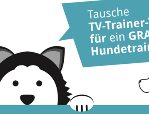 Die 6 Qualitäten des perfekten Welpenhalters | Beitrag zur Aktion „Tausche TV-Trainer-Ticket für ein gratis Hundetraining“