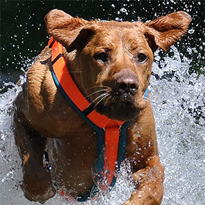 Hund im Wasser mit einem orange-türkisem Dogfellow Geschirr